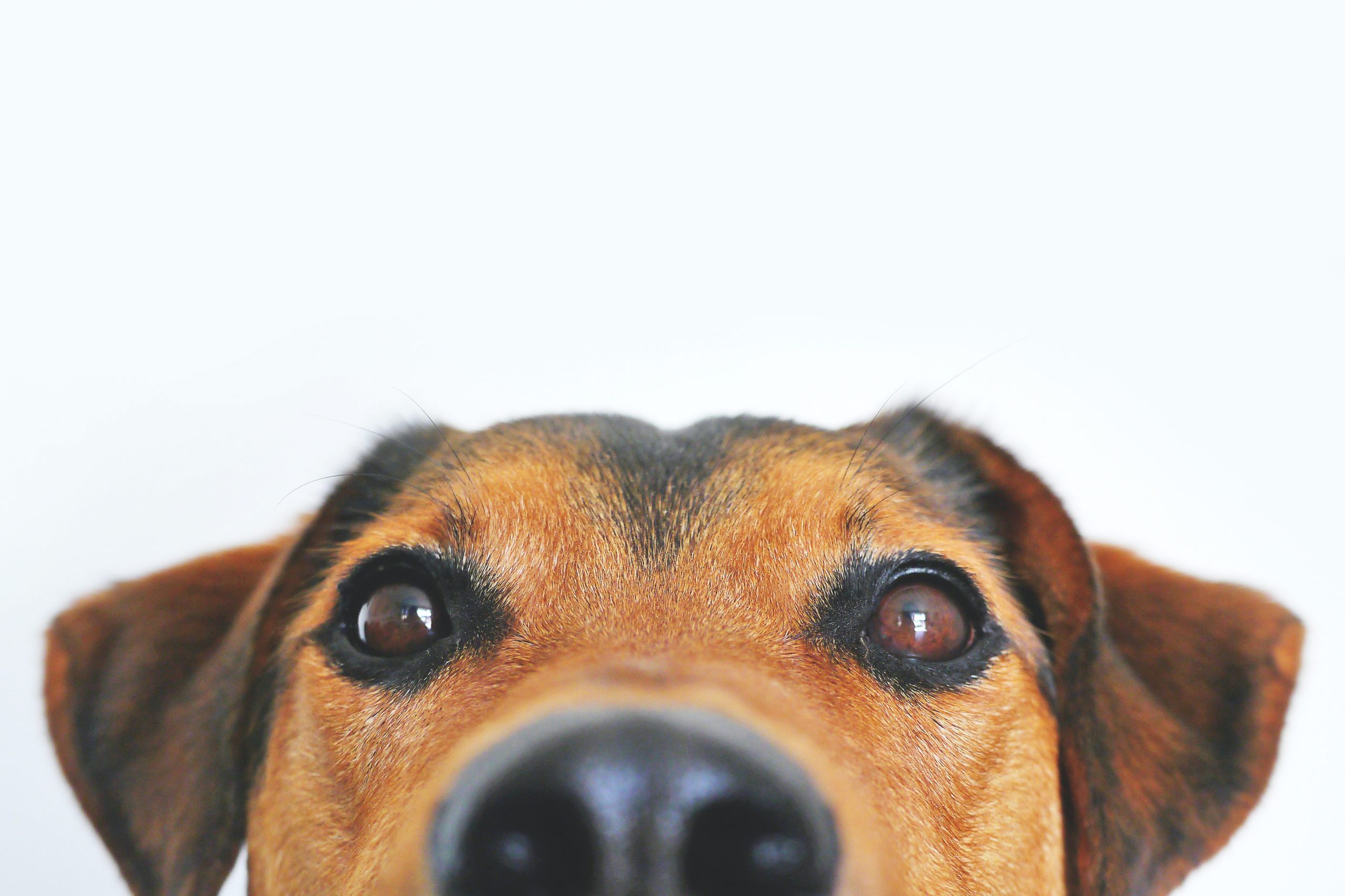 Eyes of a dog.